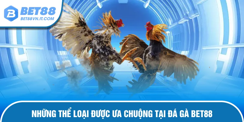 Đá Gà Bet88 – Chiến Kê Tranh Tài Trận Đấu Cực Kỳ Mãn Nhãn Loại hình chiến kê hấp dẫn được ưa chuộng